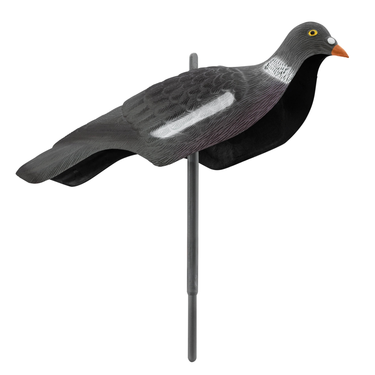 APPELANT PIGEON ANGLAIS APPELANT PIGEON ANGLAIS