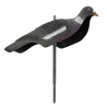 APPELANT PIGEON ANGLAIS APPELANT PIGEON ANGLAIS