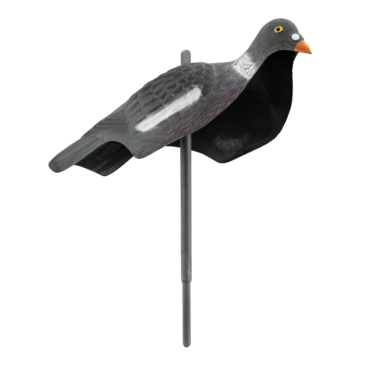 APPELANT PIGEON ANGLAIS APPELANT PIGEON ANGLAIS